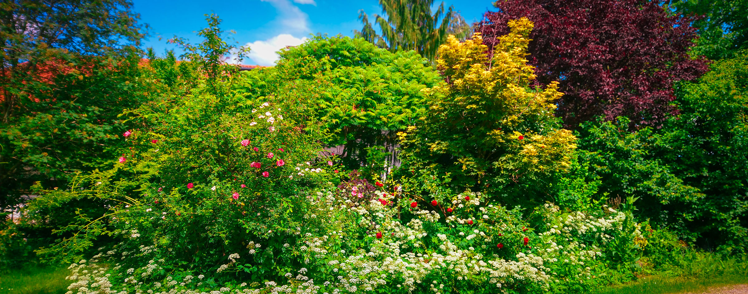 Blühender Garten mit Rosen, Sträuchern und üppigem Grün